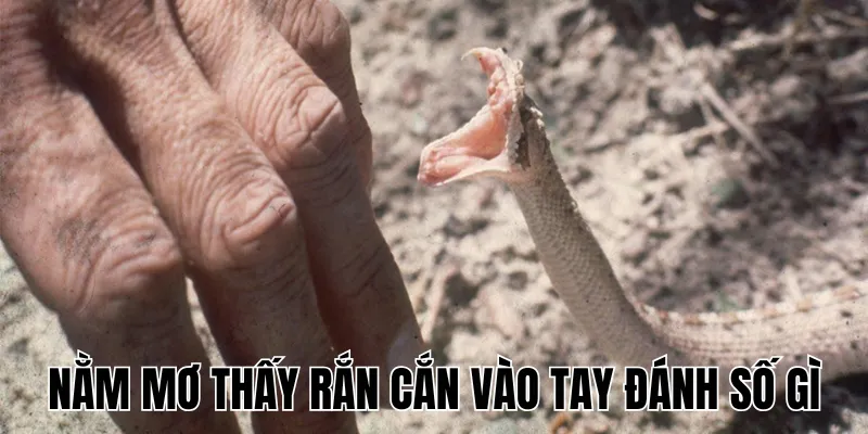 Nằm Mơ Thấy Rắn Cắn Vào Tay Đánh Số Gì