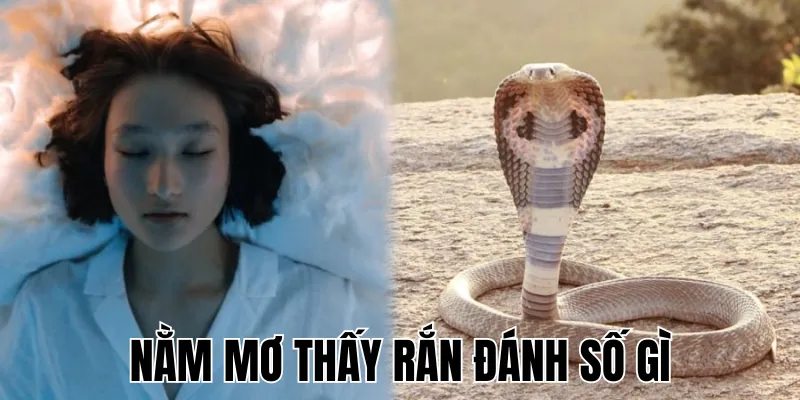 Nằm Mơ Thấy Rắn Đánh Số Gì